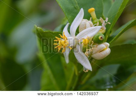 Flower Of Bergamot Fruits On Tree