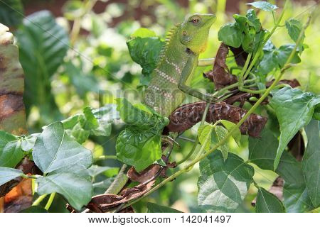 Chameleon posing in the backwater of Kerala, India