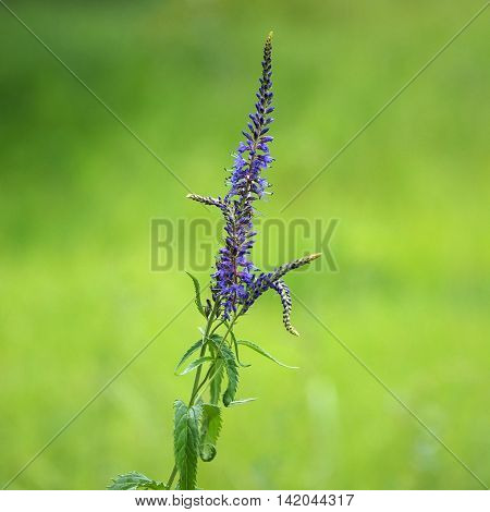 Inflorescence or leaves of Veronica longifolia (Yakutia)