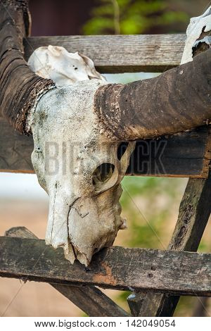 Animall Water Bull Scull With Horns, Komodo