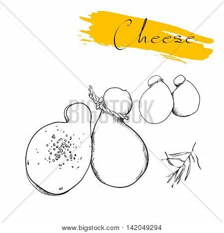 Cheese types. Delicious fresh cheese variet cheese making various types of cheese of vector cheese Vector organic food illustration. on a white background