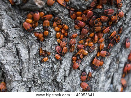 Colony of the firebugs on the tree