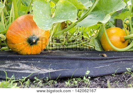 uchiki kuri pumpkin in the garden on the ground