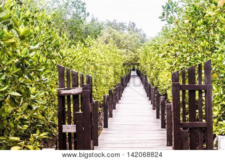 Wooden Trail Walkway Mangroves Tree Or Shrub That Grows In Chiefly Tropical Coastal Swamps That Are Flooded At High Tide In Prasae Rayong Province Thailand.