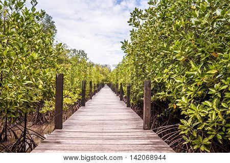 Wooden Trail Walkway Mangroves Tree Or Shrub That Grows In Chiefly Tropical Coastal Swamps That Are Flooded At High Tide In Prasae Rayong Province Thailand.