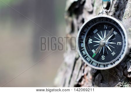 Old iron compass on tree in forest. Blurred background 