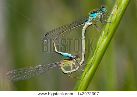 Bluetail Damselfly mating wheel close-up (Ischnura heterosticta)