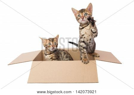 two Bengal kittens in a cardboard box
