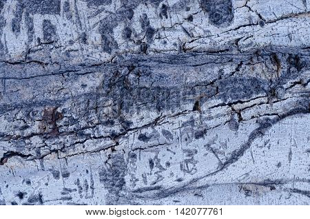 The structure of the tree trunk to be used as texture