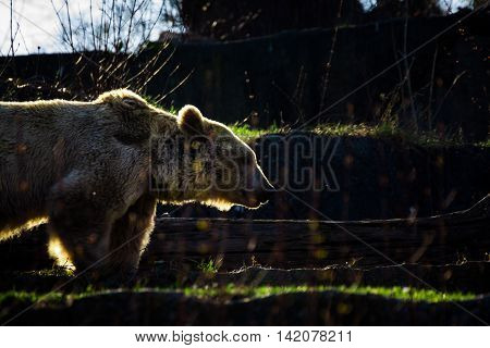 Bear Silhouetted Platform Above Glowing Illuminated Outdoors Animal