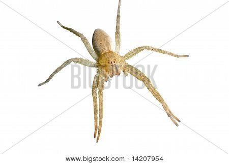 Ragno (pisauridae)