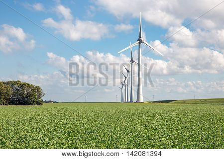 Windfarm in Dutch landscape with large field of sugar beets