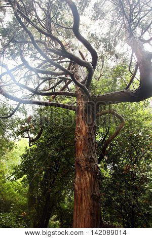 beautiful brown trunk of juniper tree with crooked and tortuous branches in crimean forest