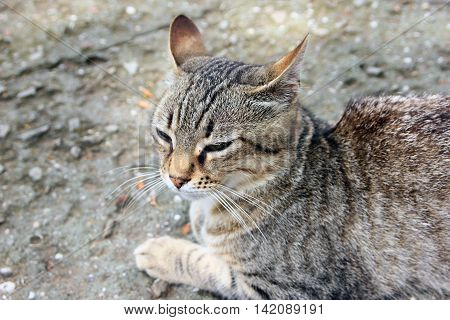 beautiful crimean non-pedigree tabby eared cat lying on ground closed his eyes and pricked ears closeup