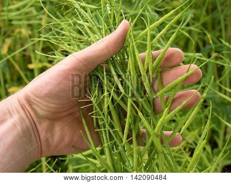 Man Hand Hold Oilseed Crop In Front. Fresh Green Beans.