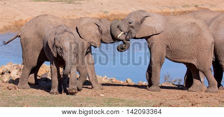 Friendly African elephants greeting at the water hole