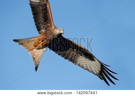 Red Kite (Milvus Milvus) flying through clear blue sky