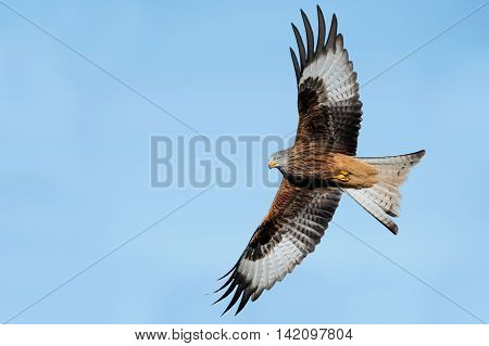 Red Kite (Milvus Milvus) flying through clear blue sky