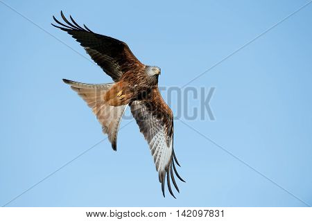 Red Kite (Milvus Milvus) flying through clear blue sky