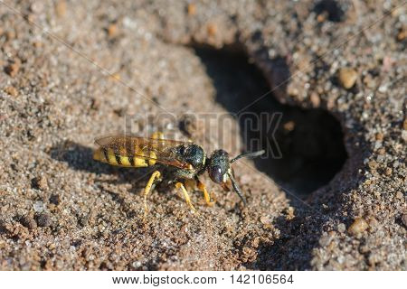 European Beewolf wasp (Philanthus triangulum) digging a burrow or chamber in preparation for egg laying