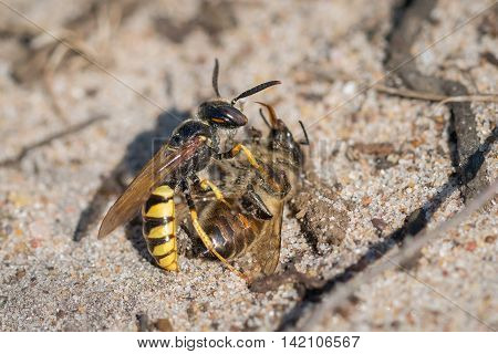 European Beewolf wasp (Philanthus triangulum) with Honey Bee (Apis mellifera) prey. Used to feed her larvae when they hatch in an underground burrow.
