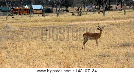 Impala antelope walking on the grass landscape