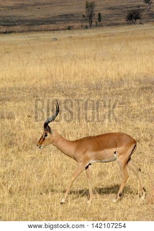 Impala antelope walking on the grass landscape