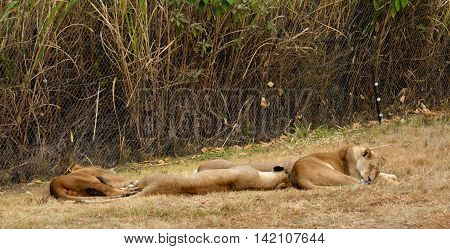 Lions resting in the late afternoon sun, National Park, South Africa