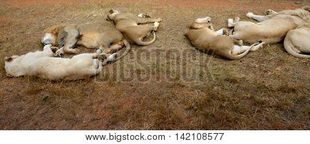 Lions resting in the late afternoon sun, National Park, South Africa