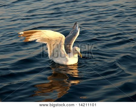 Mouette