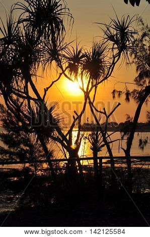 Sunset over Mindil Beach Darwin with Pandanus Trees foreground