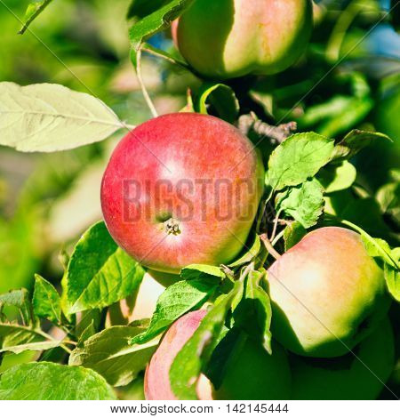 Jonathan apple variety, , color image, horizontaal image,