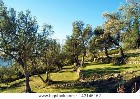 Olive grove on a clear sunny day