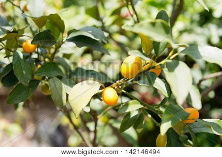 Kumquat tree on farm, , color image, horizontaal image,