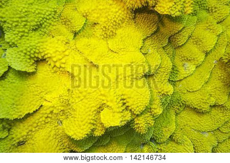 Coral reef with yellow coral turbinaria mesenterina at the bottom of tropical sea underwater