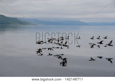 the nature of northern Norway Summer in the mountains