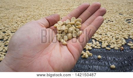 cothe ffee white bean on habd from Thailand