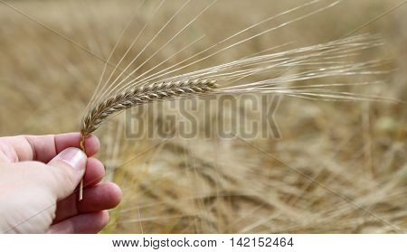 hand of the young farmer holds mature yellow ear of wheat