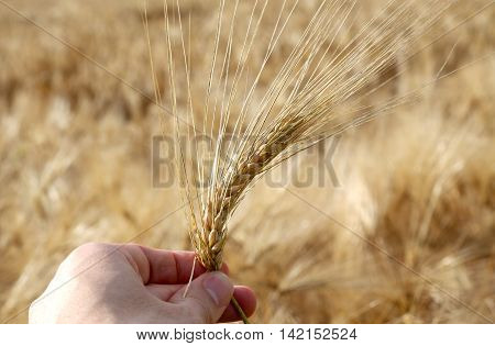 young farmer holds ripe yellow ear of wheat