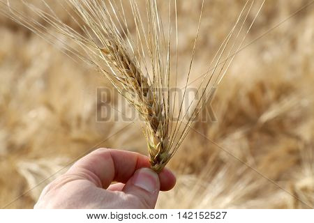 farmer holds mature yellow ear of wheat