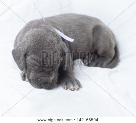 Grey Great Dane three weeks old asleep on a white background