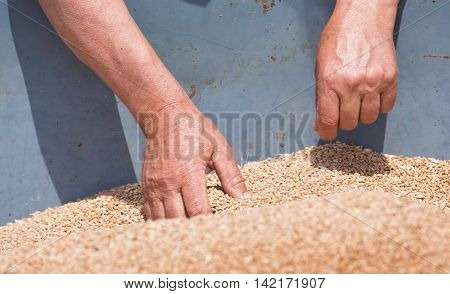 Farmer looking at wheat grain in trailer after harvest