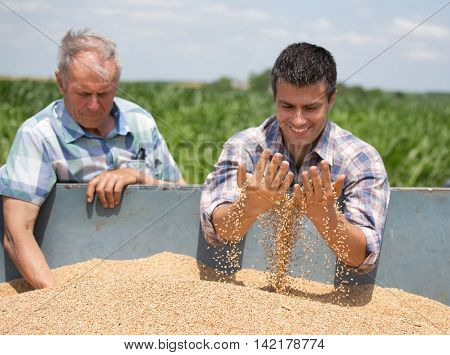 Farmers Looking At Wheat Grain