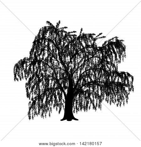 silhouette detached tree willow with leaves on a white background