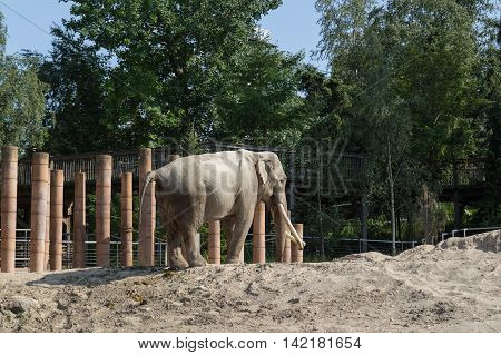Copenhagen, Denmark - June 7, 2016: Elephant in captivity in Copenhagen Zoo