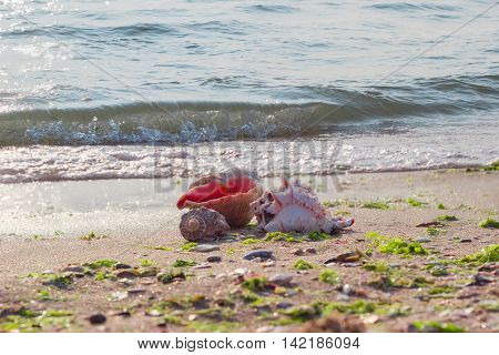 Several sea shells on a sandy beach against the sea in the morning