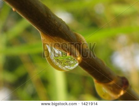 Капли дождя на прутик