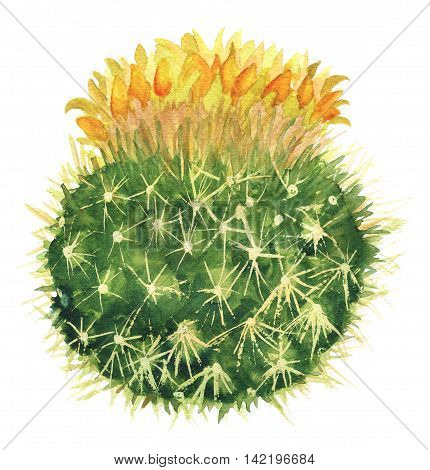 Blooming mammillaria cactus with yellow flowers isolated on white