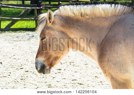 Nice Small white horse pony a paddock.