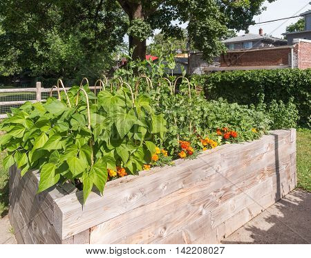 Raised garden beds in neighborhood garden with flowers